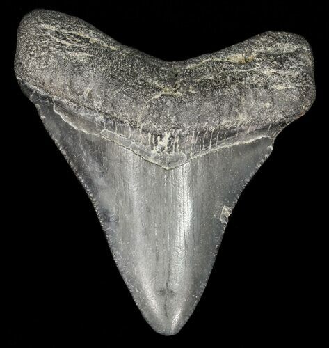 Juvenile Megalodon Tooth - Georgia #61612